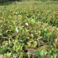 苗圃油茶苗,高產油茶樹苗,香樟樹、桂花樹