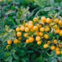 鈣果苗出售、優質鈣果苗大量供應、鈣果苗