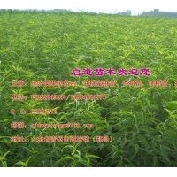 經濟類苗木出售油桃蜜桃苗、杏樹苗、柿樹苗、核桃苗等