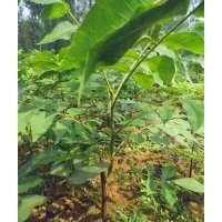 供應果材兼用型美國黑核桃嫁接苗1200株
