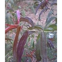 誠信。老兵，低價桃樹成品和實生苗,晚秋黃梨樹成品和半成品,大葉