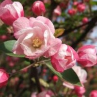 西府海棠，北美海棠，甜茶苗吉薩拉櫻桃苗
