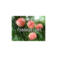 突圍桃樹苗，夏之夢桃樹苗，126油桃苗