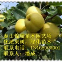 梨樹|梨樹苗|山東優質梨樹樹苗|梨樹實生苗|嫁接梨樹苗