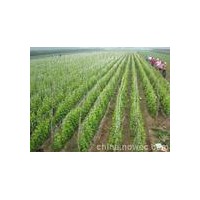供應【品種葡萄苗】夏黑葡萄苗、紅提葡萄苗、巨峰葡萄苗
