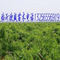 農戶自產自銷桃樹