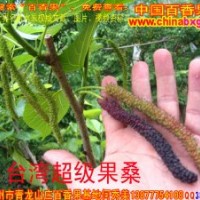 供應臺灣長果桑種苗