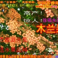 生態農莊必選水果--木蘭果種苗