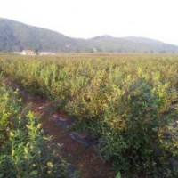 出售藍莓苗和藍莓樹