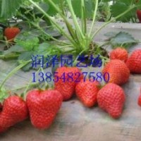 泰安草莓苗，優質草莓苗就選泰安潤澤園藝場