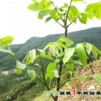 3-10公分蘋果樹，梨樹，核桃樹，山楂樹，柿子樹
