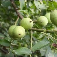 山西苗圃核桃苗價格核桃苗圖片哪里好