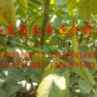 供應山西優質核桃苗，山楂苗，花椒苗，柿子苗，蘋果苗