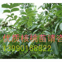 廣元核桃苗，廣元薄殼核桃苗