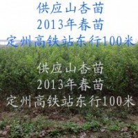 荒山荒坡栽種什么樹----山杏樹，供應山杏苗