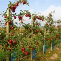 供應(yīng)芭蕾蘋果苗、柱狀蘋果、潤太一號