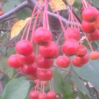 供應甜茶海棠實生苗