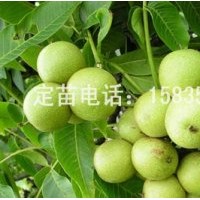 核桃苗，蘋果苗，桃樹苗，山楂苗，梨樹苗，柿子苗，棗樹苗