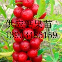 新品種鈣果苗供應 咨詢最新鈣果苗價格