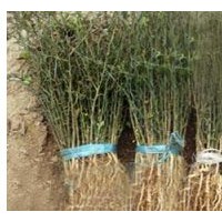 枸橘苗、枸橘樹苗、山東枸橘苗基地