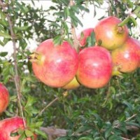 牡丹石榴苗，蒙陽紅石榴苗，軟耔石榴苗