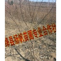 供應3-6公分山桃樹，3-6公分紅皮山桃樹，3-6公分山桃樹價格