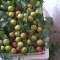 批發三華李苗 中熟三華李苗 全國銷量--果苗種植基地 品種