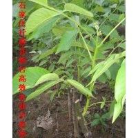果樹苗基地批發樹苗