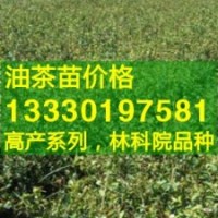 優質油茶苗,浙江油茶樹苗,油茶嫁接苗