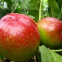 吉林省大棚桃苗誠信供應