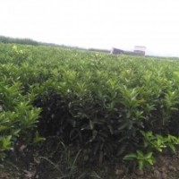 新地育沃柑、東方紅桔、黃金柑、砂糖橘果苗
