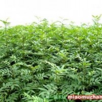 供應花椒苗價格河南花椒苗價格