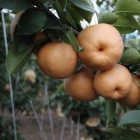 出售梨樹苗 梨樹苗價格 山西梨樹苗