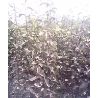 山東臨沂供應(yīng)紅富士蘋(píng)果苗 梨樹(shù)苗