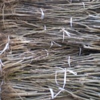 山西運城核桃苗--山西運城蘋果苗--山西運城梨樹苗-杏樹苗