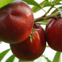 桃苗供應(yīng)商，供麗春油桃苗，早紅寶石油桃苗，迎霜紅迎霜紅