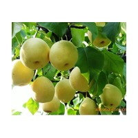 供應(yīng)各類(lèi)品種梨苗,如:晚秋黃梨,金秋黃梨,秋月梨,園黃,大果水晶