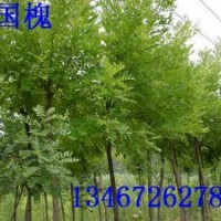 供應(yīng)花椒苗 核桃苗 桃樹苗 文冠果苗 刺槐苗 國槐苗