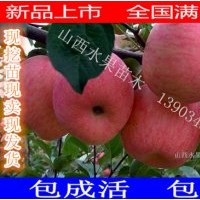 山西蘋果苗價格 蘋果苗批發 紅富士蘋果苗 矮化蘋果苗