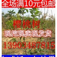 山西櫻桃樹苗價格 櫻桃樹苗批發報價 黑珍珠櫻桃樹苗
