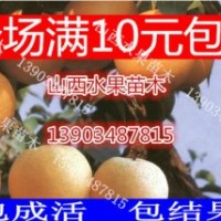 山西梨樹苗價格 梨樹苗批發報價 酥梨樹苗批發價格
