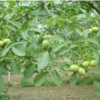 專業供應核桃樹苗 紙皮核桃樹苗 基地長期供應8518核桃苗 掛果多