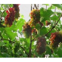吉林蜜汁葡萄苗。德惠茉莉香葡萄苗