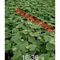 玫瑰露葡萄苗批發、夏黑巨峰蜜汁葡萄廠家