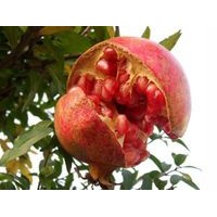 哪里桃樹(shù)苗/山東桃苗出售/臨沂果樹(shù)小苗/綠化苗木