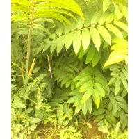供應 香椿苗 山杏苗 山桃苗 紅葉李 柿子苗