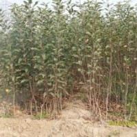 梨樹苗好品種 當年梨樹苗供應