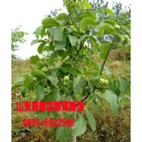 山東優質豐輝核桃苗