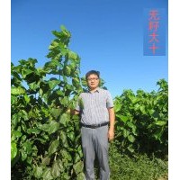 桑苗、果桑苗、桑樹苗、大量供應