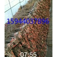 葡萄苗、吉林出售葡萄苗、長春葡萄苗、德惠葡萄苗